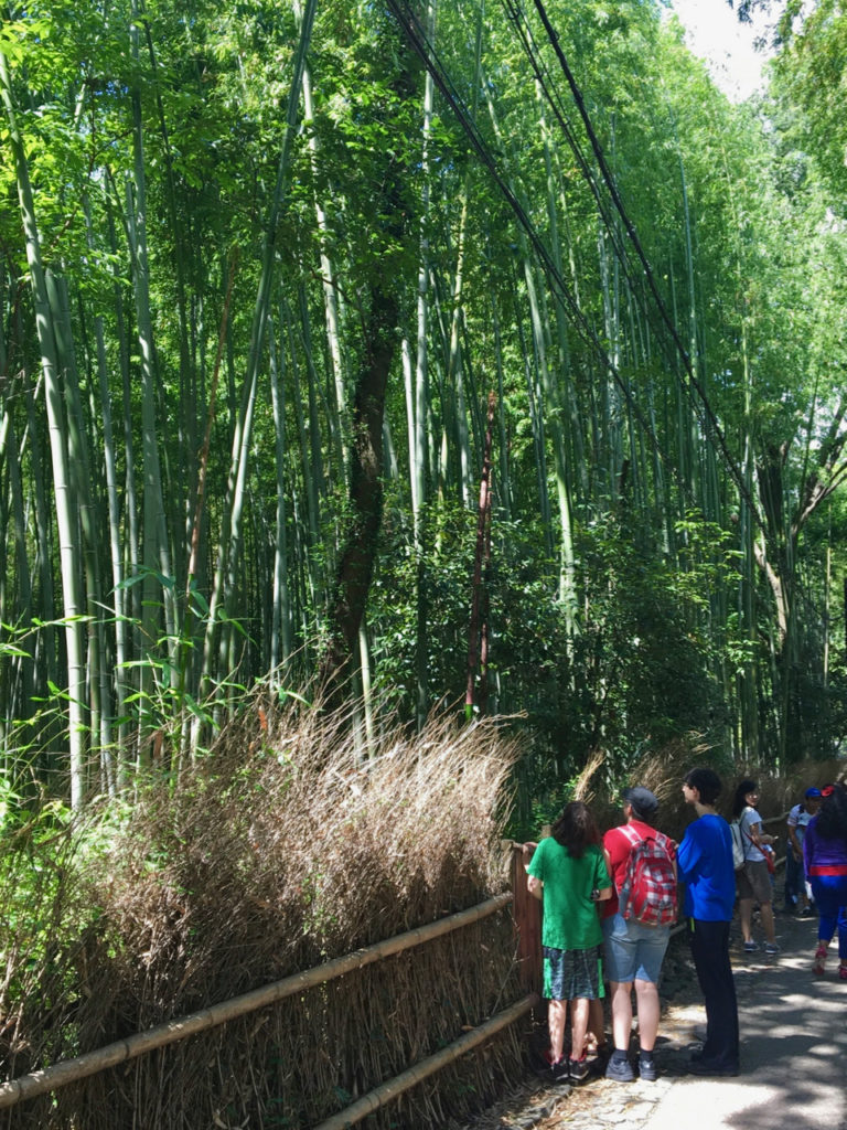 Arashiyama bamboo groves
