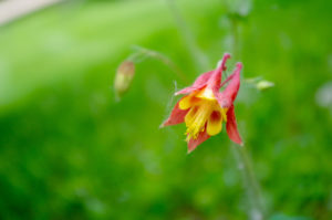 Columbine