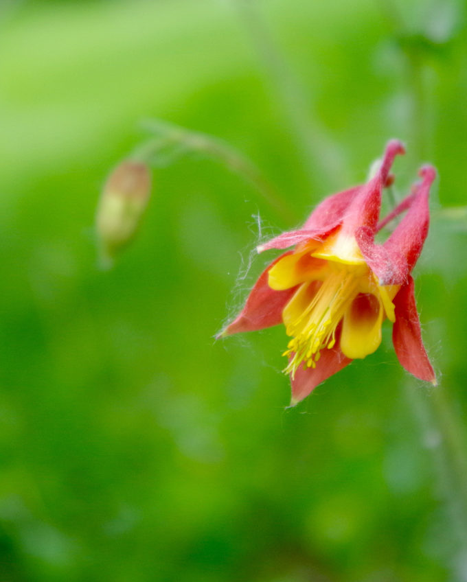 Plant a Native Garden With Your Kids