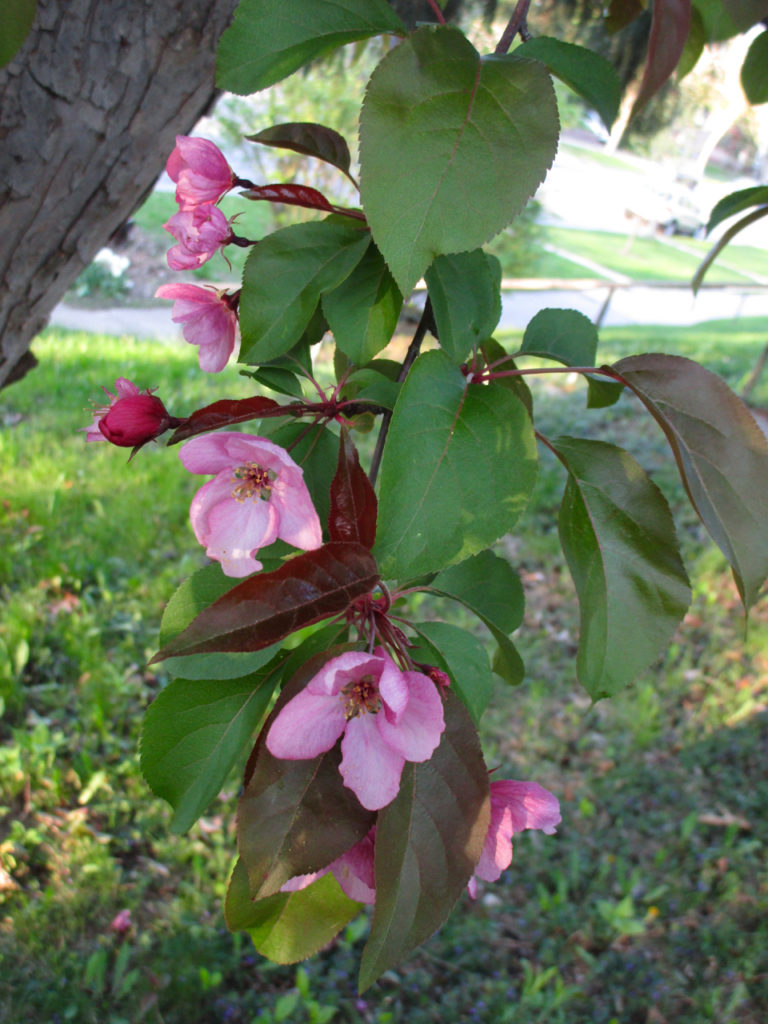 Flowering crabapple