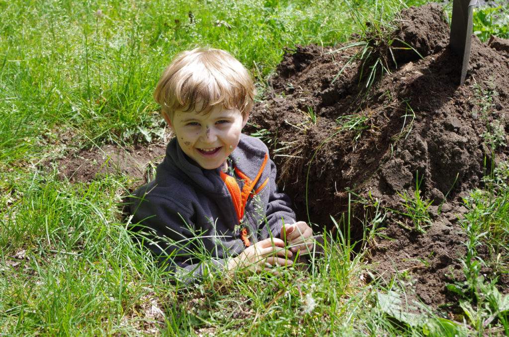 Helping plant a cherry tree