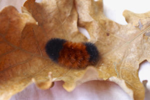 Wooly bear caterpillar